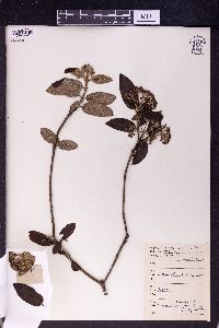 Image of Viburnum lutescens