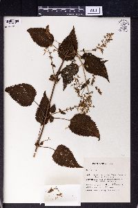 Image Associated With the Occurence