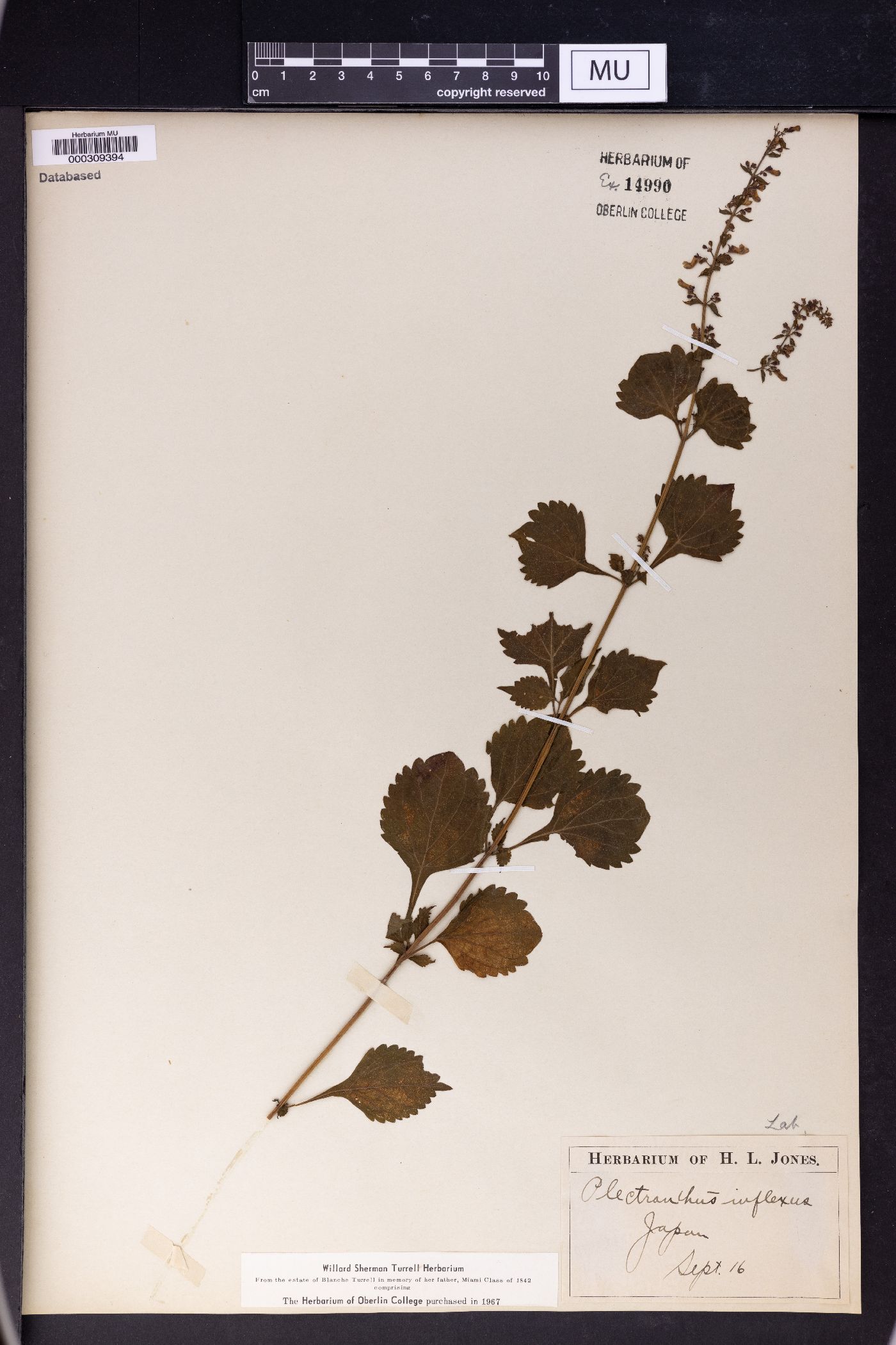 Isodon inflexus image