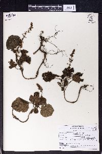 Image Associated With the Occurence