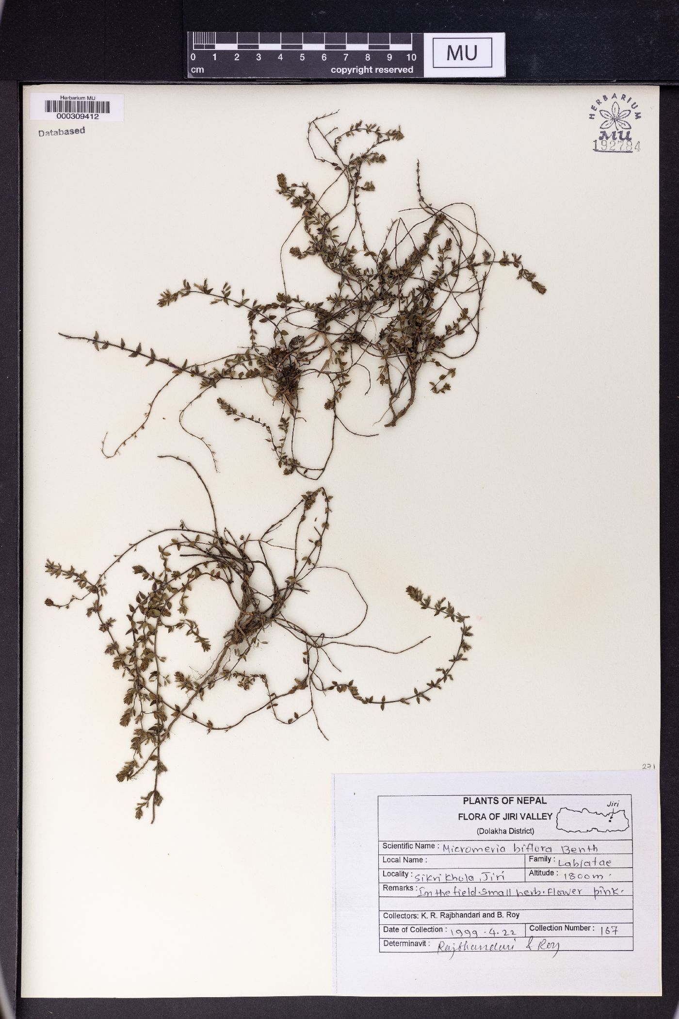 Micromeria biflora image