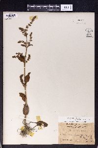 Ocimum gratissimum image