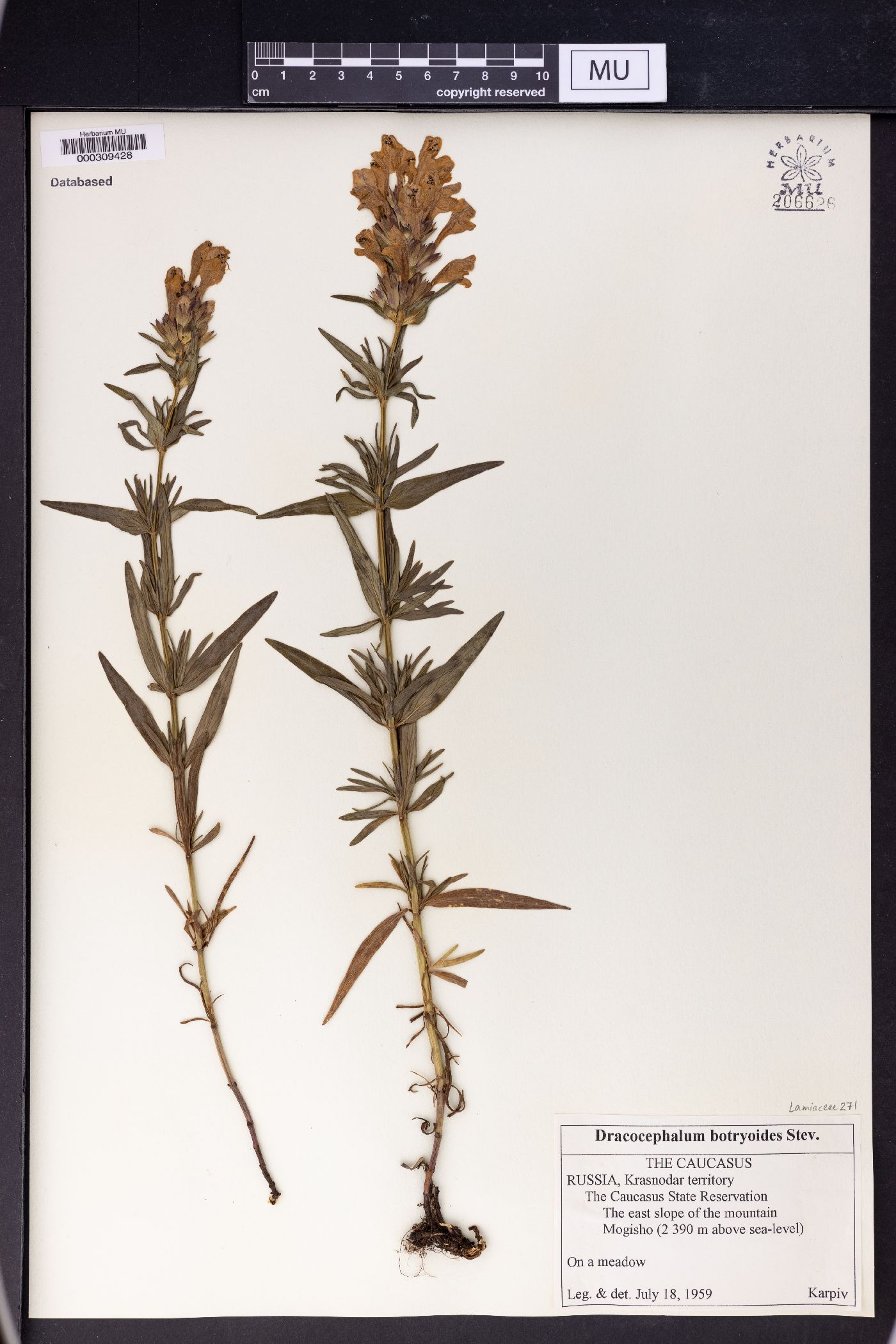 Dracocephalum botryoides image
