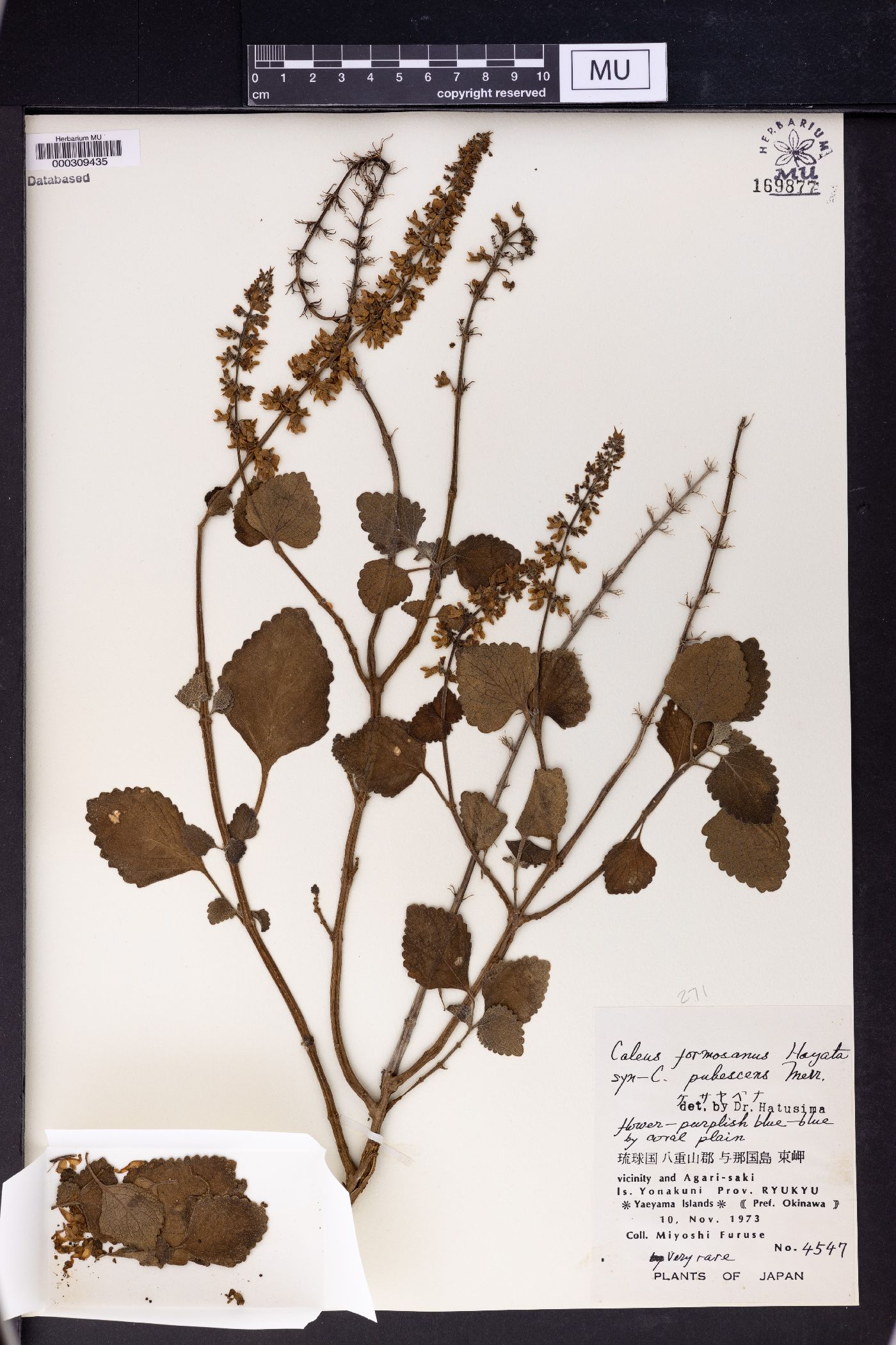 Coleus scutellarioides image