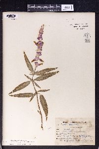 Salvia officinalis image