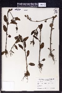 Salvia plebeia image