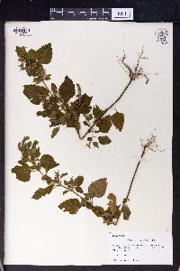 Salvia plebeia image