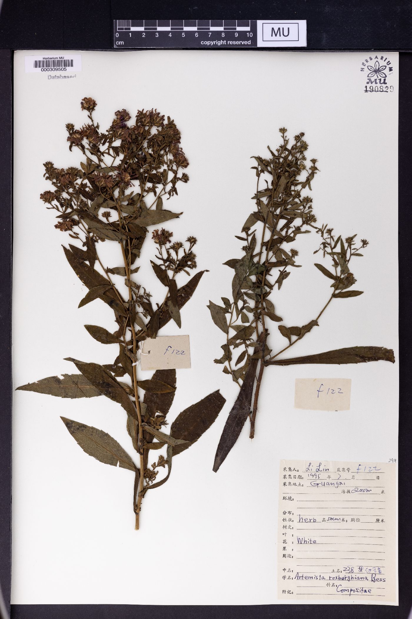Artemisia roxburghiana image