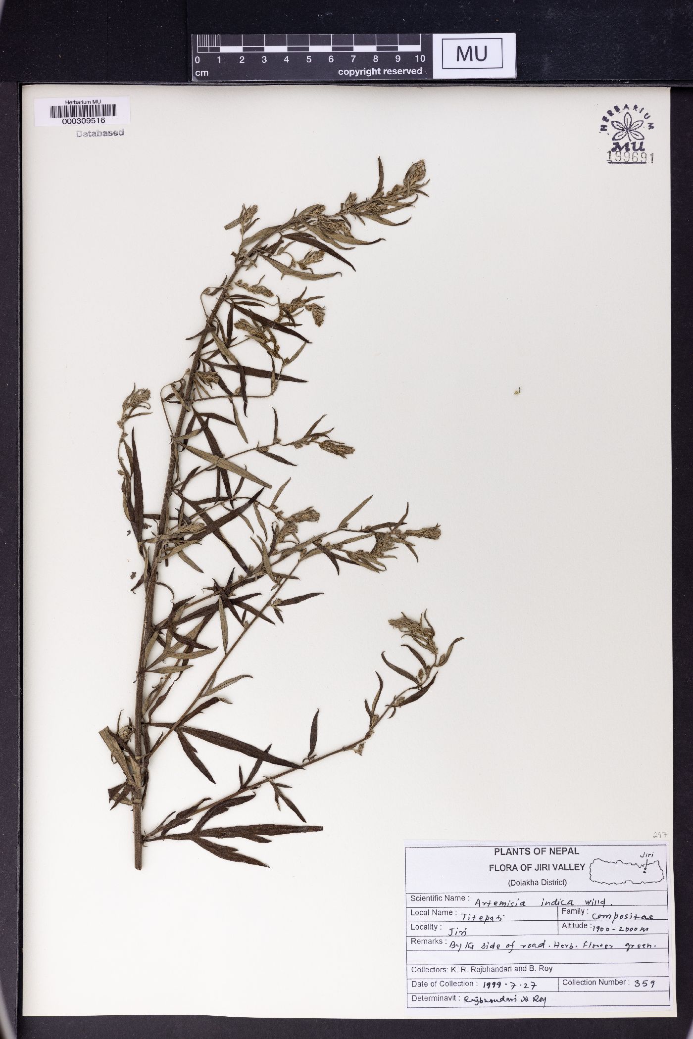 Artemisia indica image