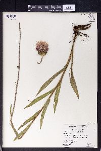 Saussurea alpina image
