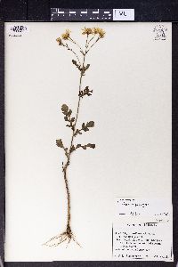 Jacobaea vulgaris image