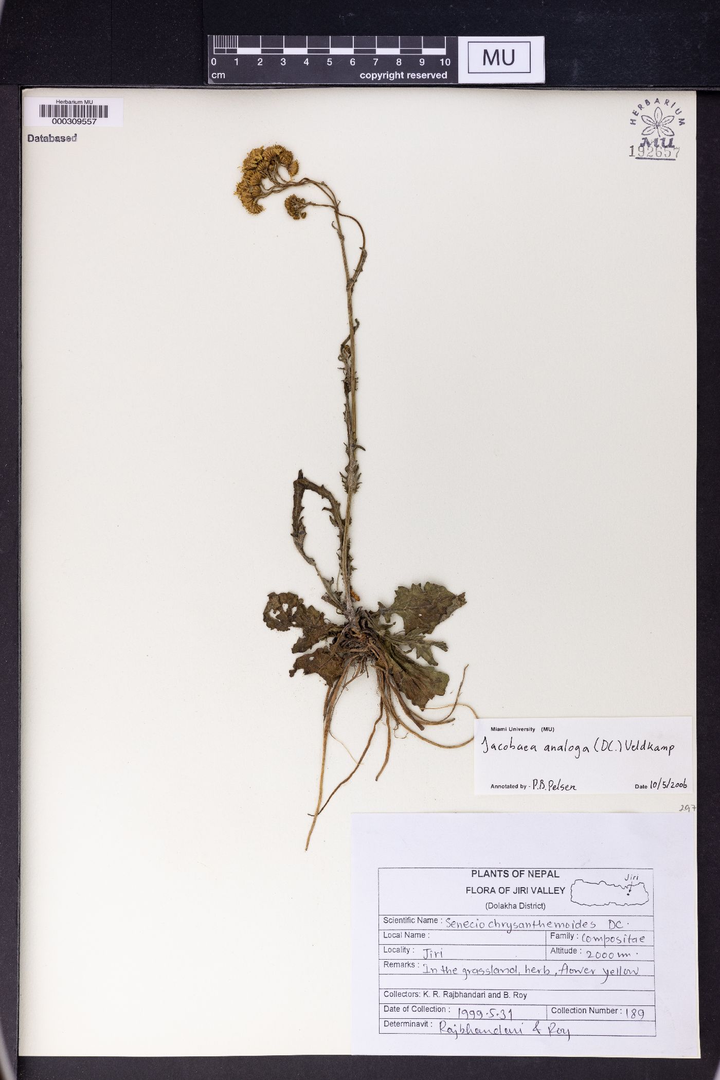 Jacobaea image