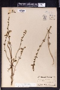 Stachys angustifolia image