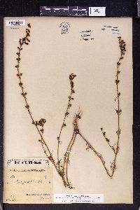 Stachys angustifolia image