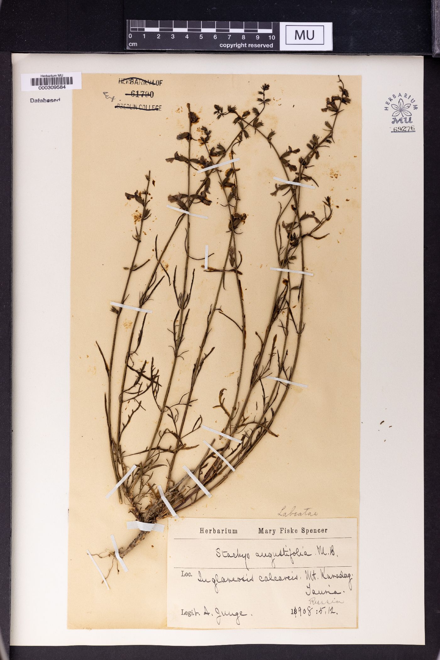 Stachys angustifolia image