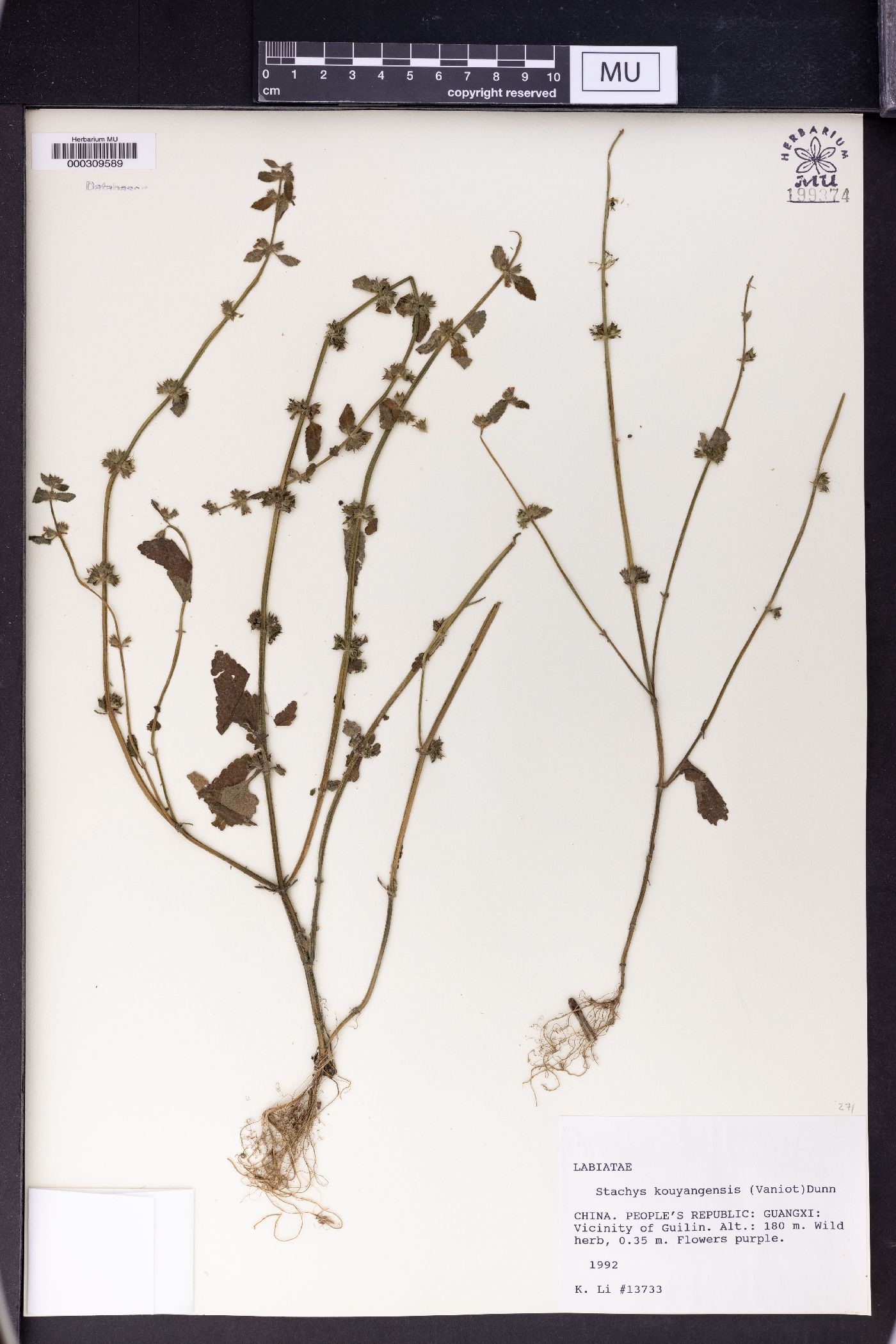 Stachys kouyangensis image