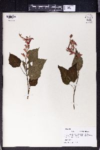 Salvia splendens image
