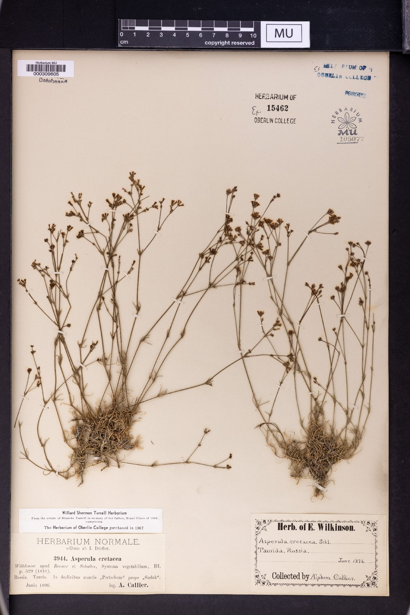 Asperula cretacea image