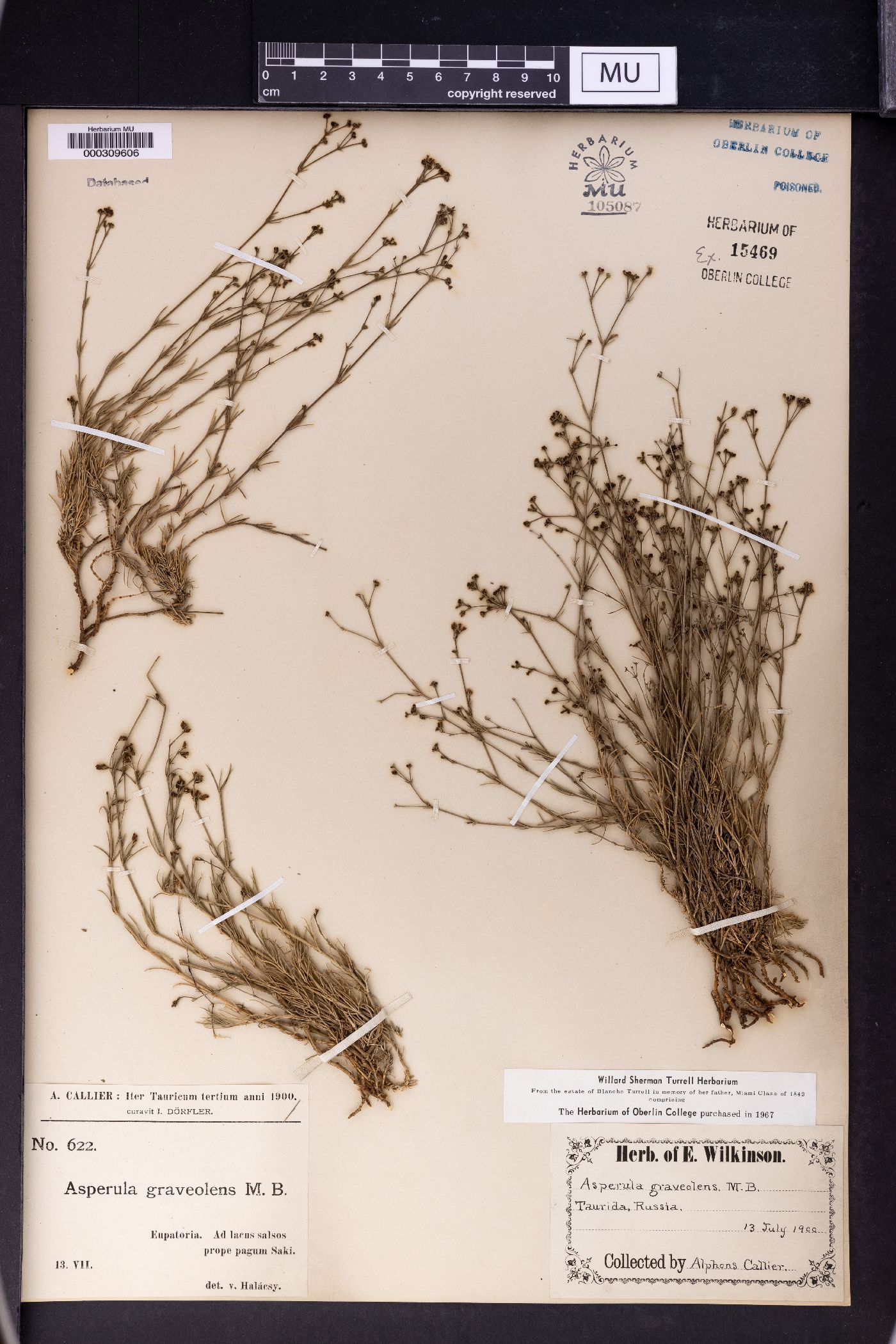 Asperula graveolens image