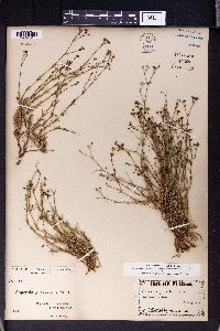 Image of Asperula graveolens