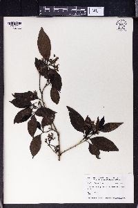 Aidia cochinchinensis image