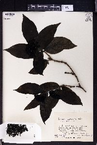 Tarenna subsessilis image