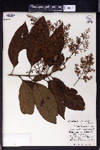 Wendlandia formosana image