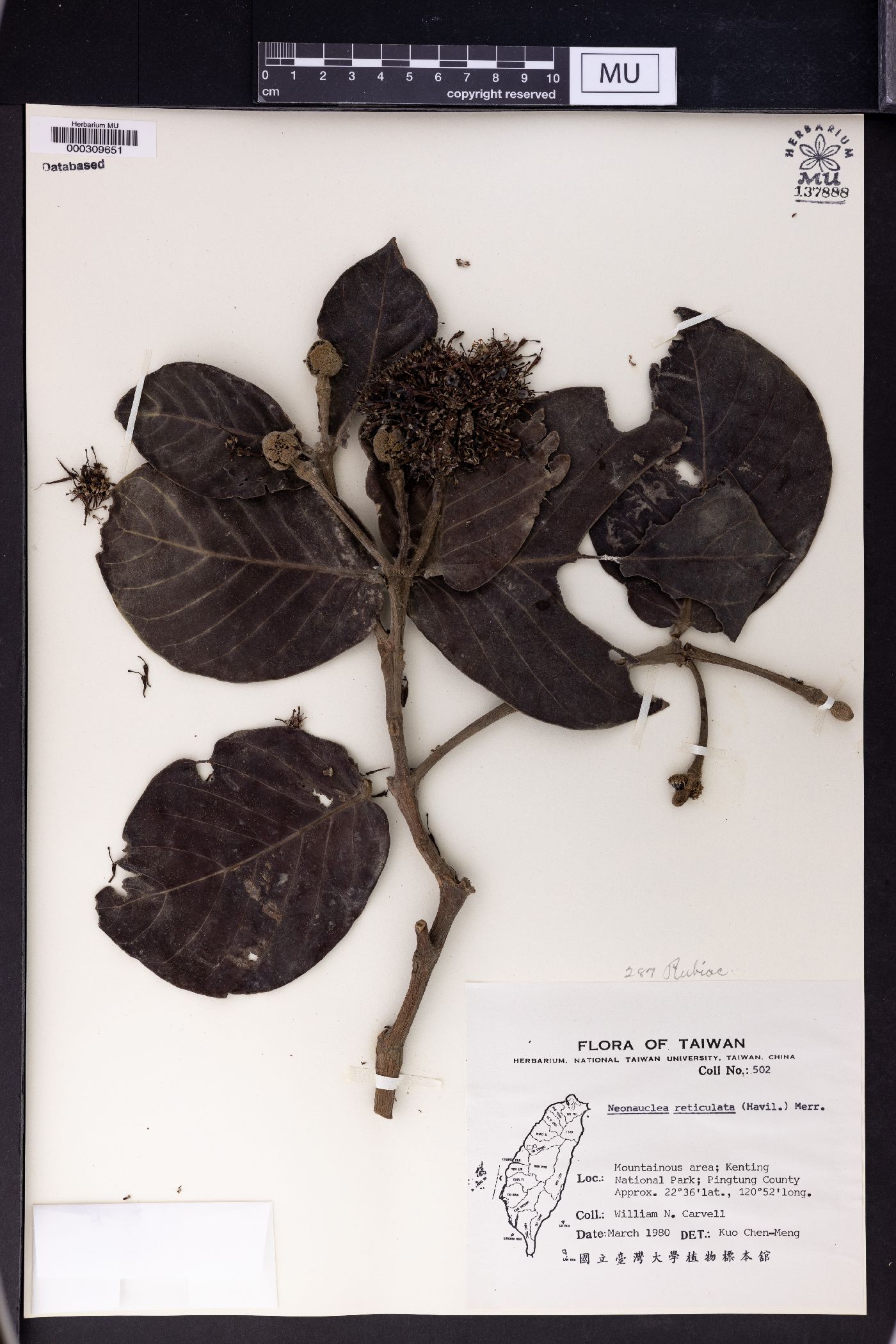 Neonauclea reticulata image