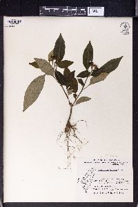 Ophiorrhiza japonica image