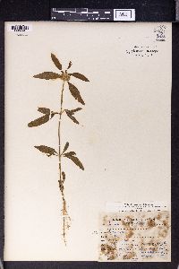 Leucas lavandulifolia image