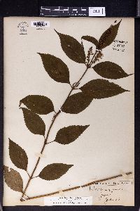 Collinsonia japonica image