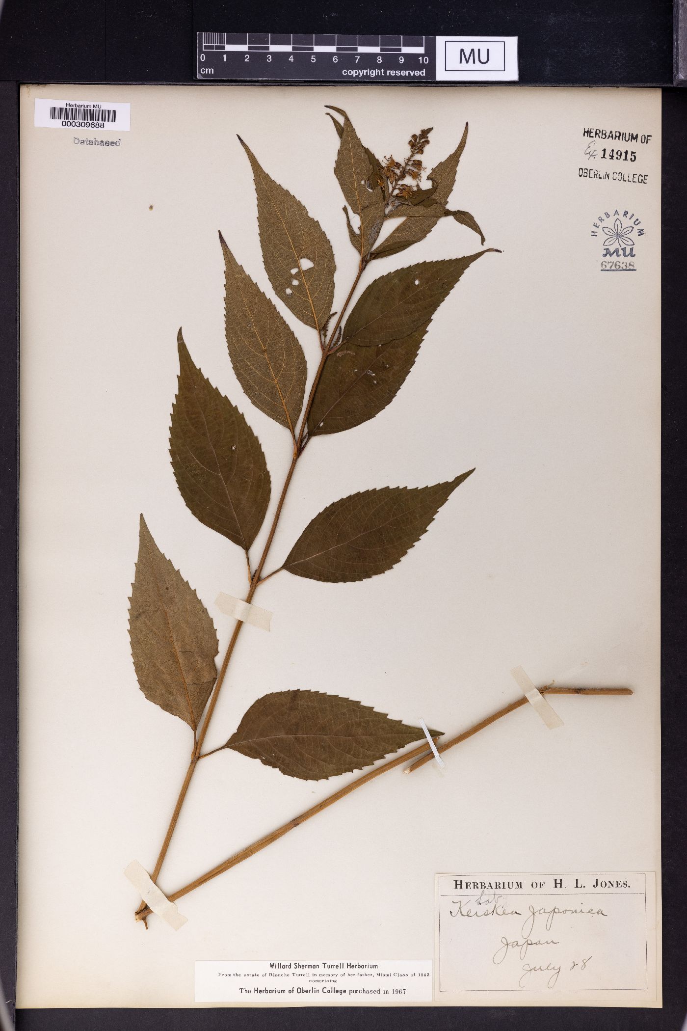 Collinsonia japonica image