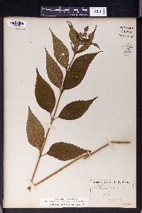 Collinsonia japonica image