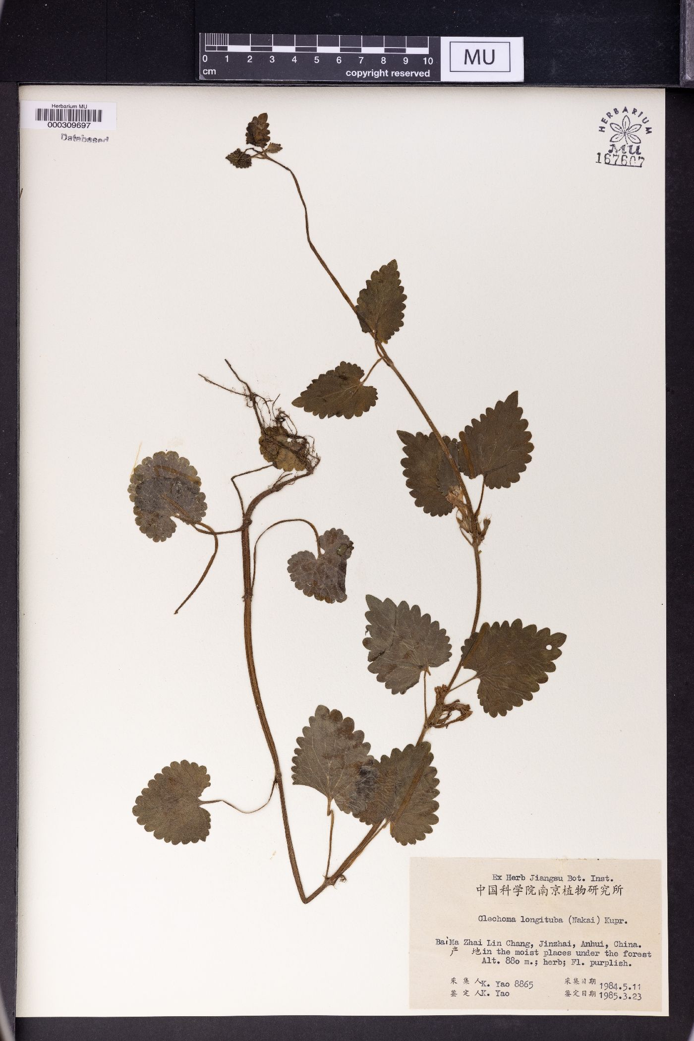 Glechoma longituba image