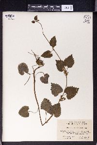 Glechoma longituba image