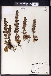 Ajuga orientalis image