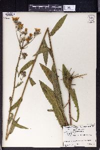 Crepis conyzifolia image