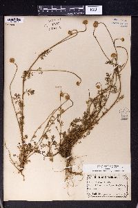 Achillea tenuifolia image