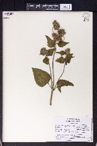 Ageratum houstonianum image