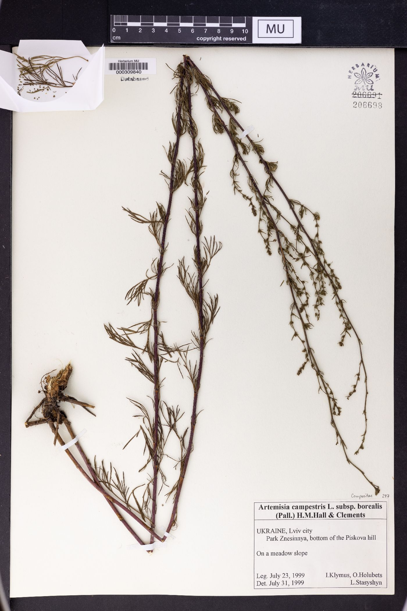 Artemisia campestris subsp. borealis image