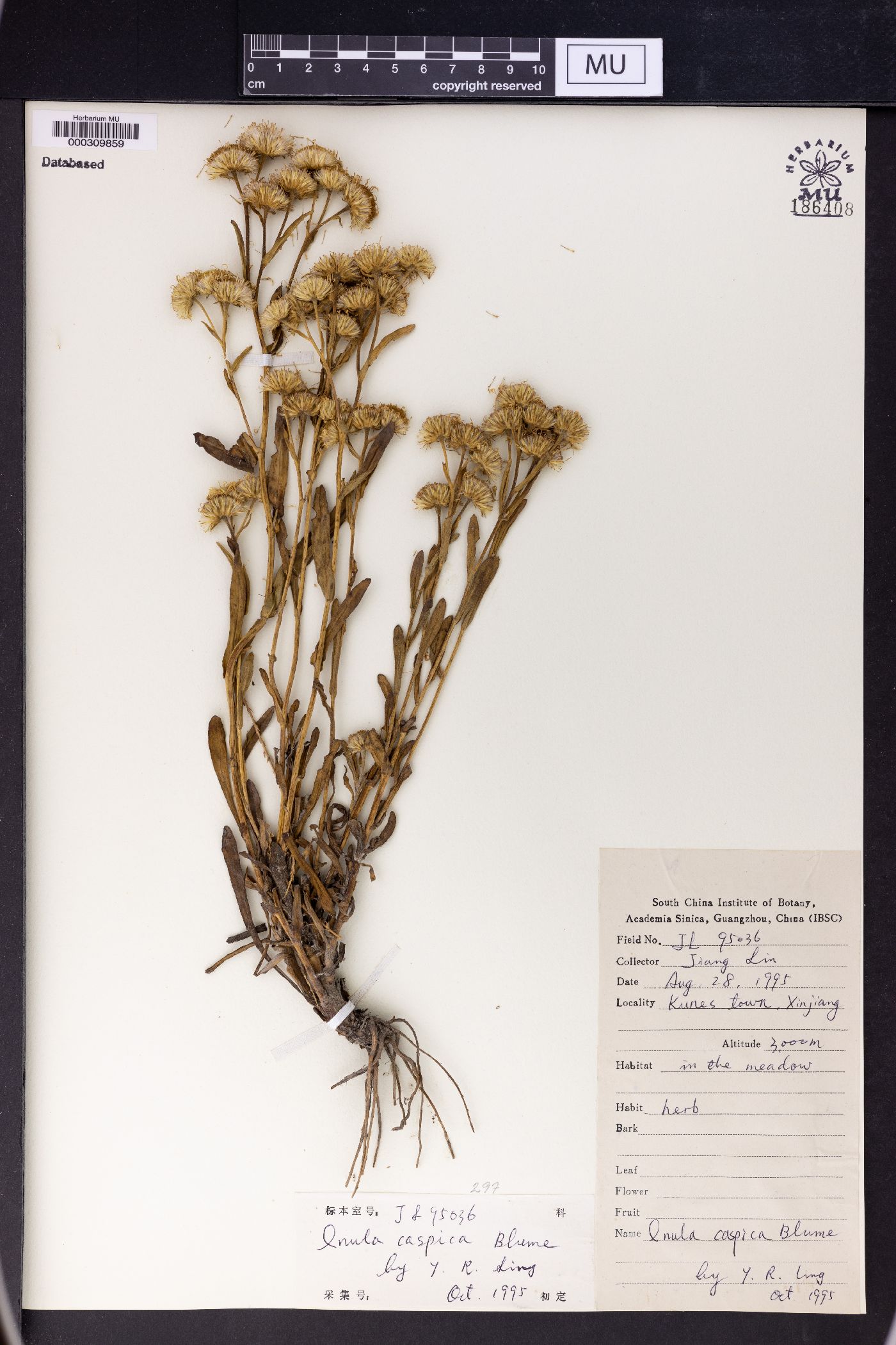 Inula caspica image