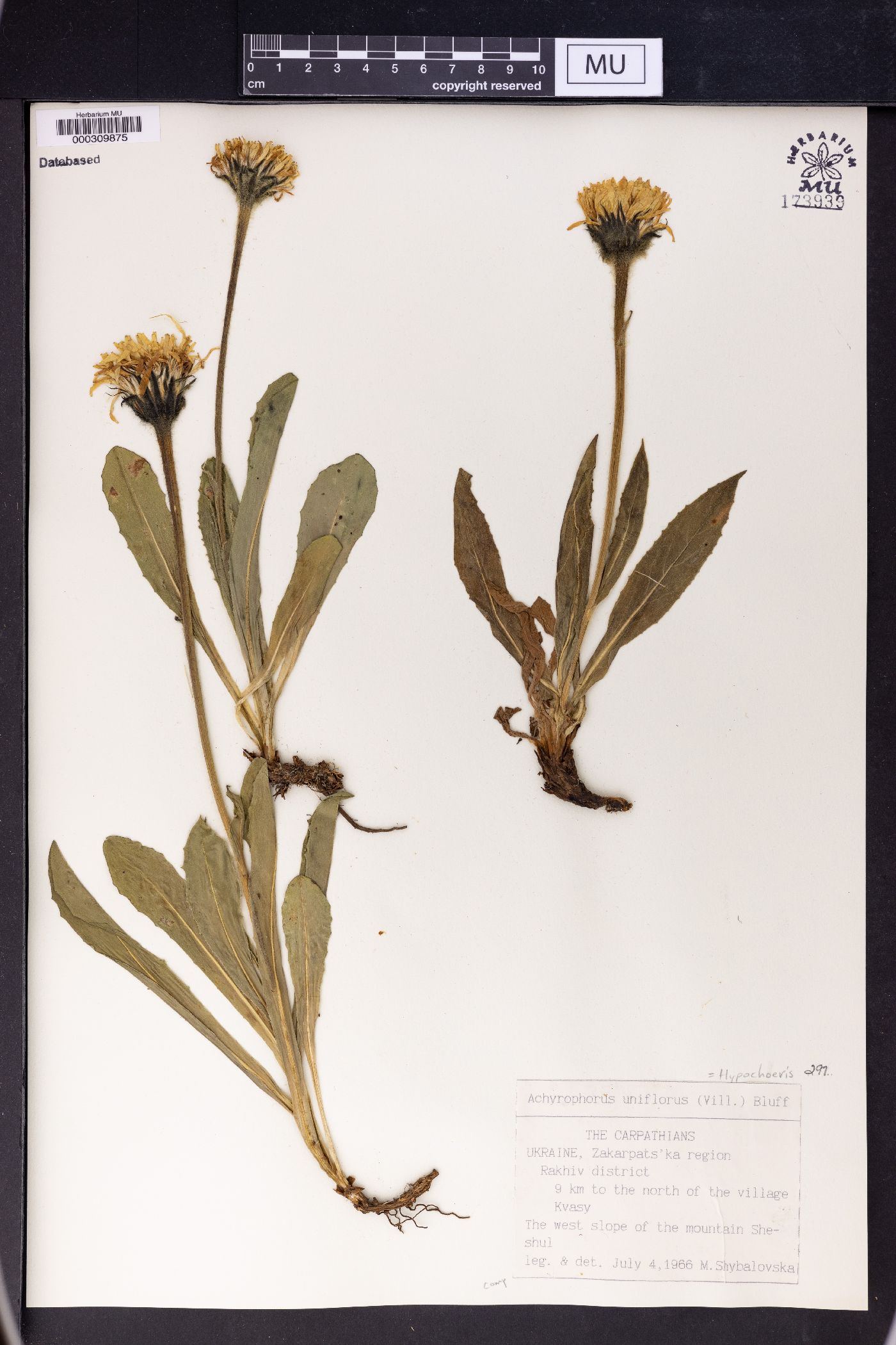 Hypochaeris uniflora image