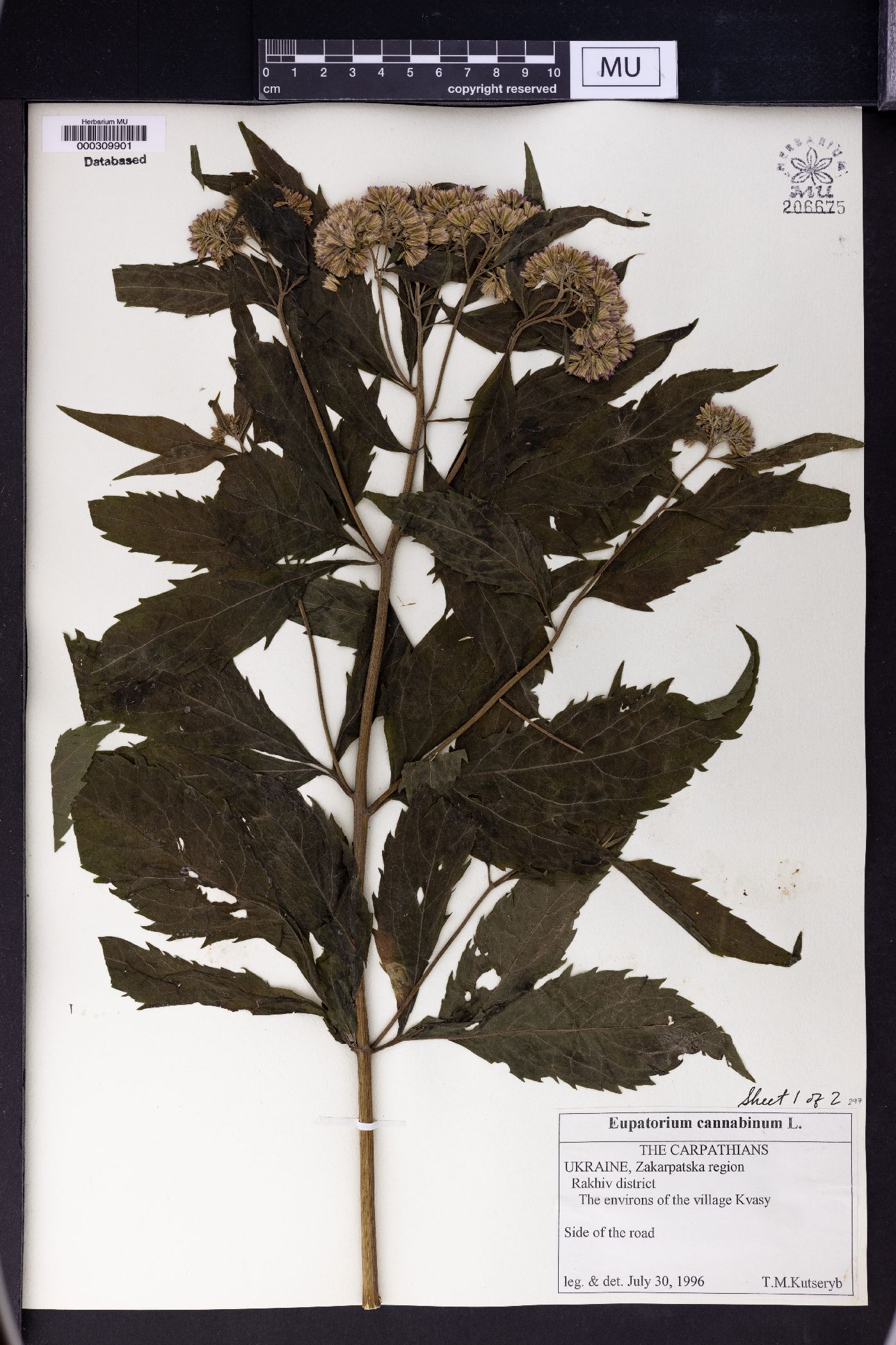 Eupatorium cannabinum image