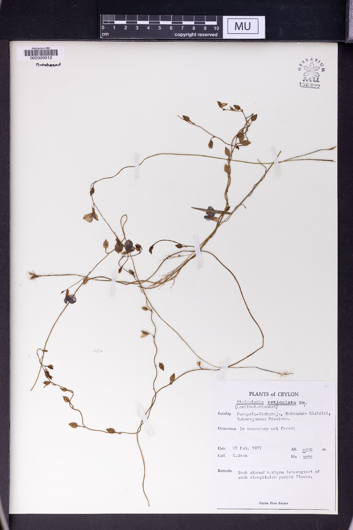 Utricularia reticulata image
