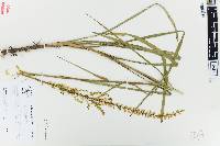 Stenanthium gramineum image