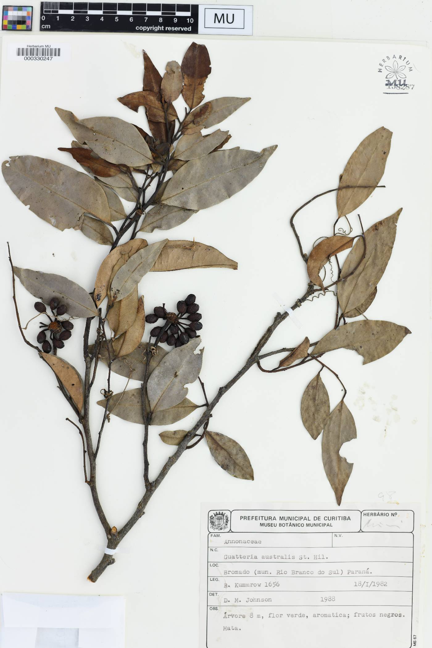 Guatteria australis image