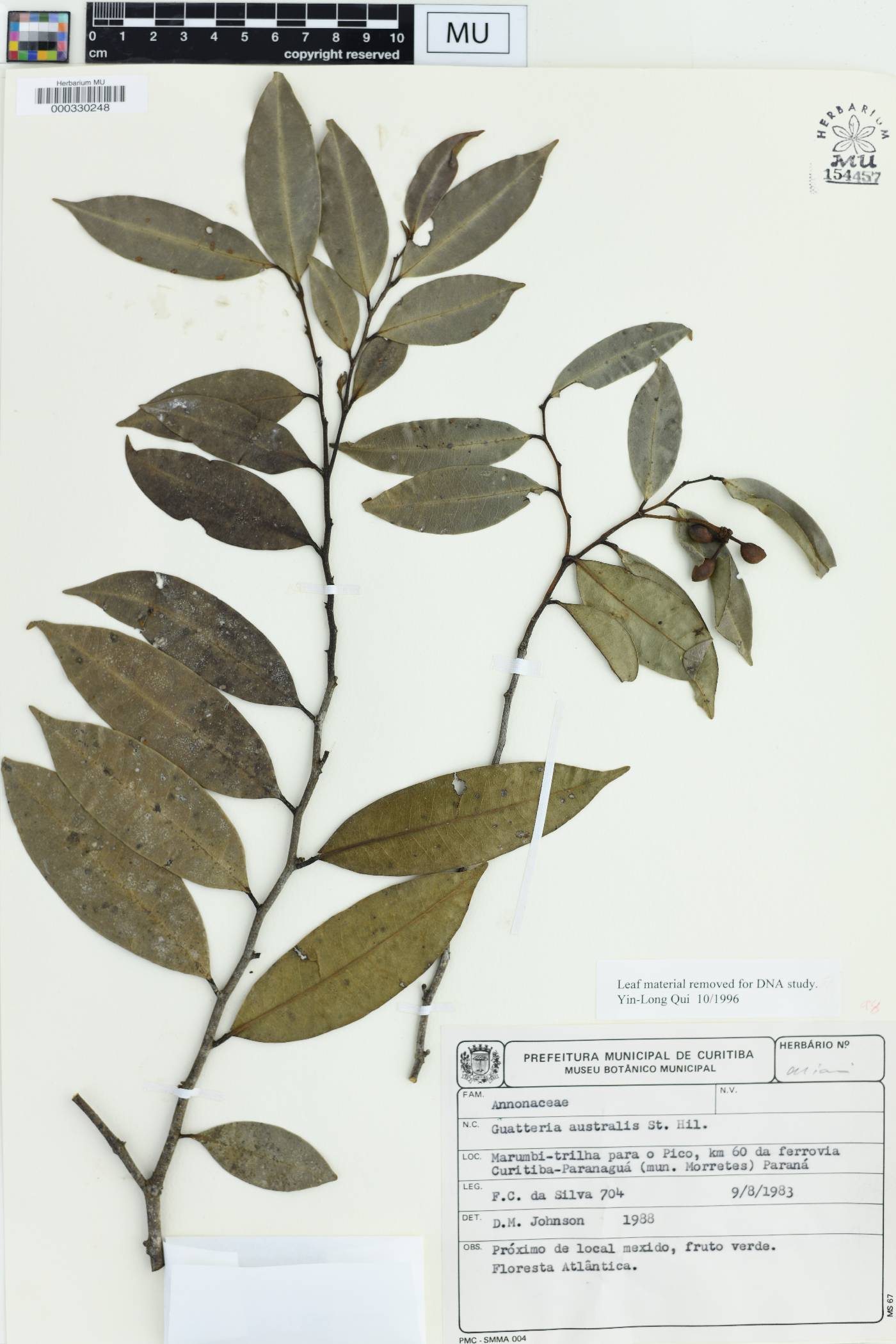 Guatteria australis image