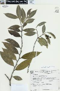 Guatteria australis image