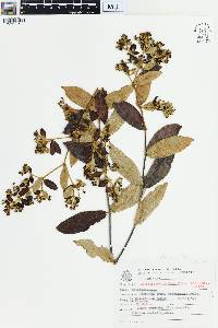 Banisteriopsis laevifolia image