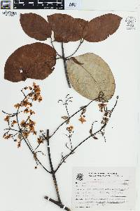 Banisteriopsis nummifera image